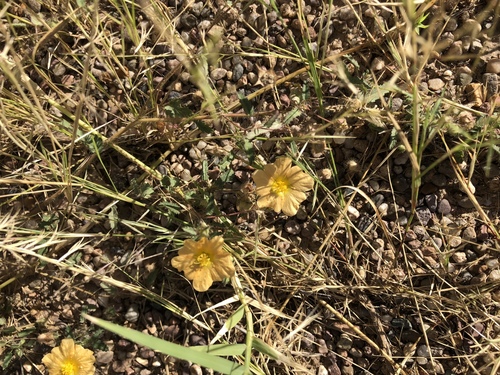 Sida abutilifolia, photograph 4