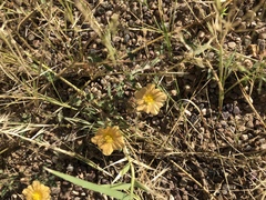 CK2AZ, CC BY, iNaturalist via GBIF Sida abutilifolia, photograph CK2AZ, CC BY, iNaturalist via GBIF