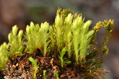 Mnium hornum