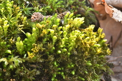 Mnium hornum
