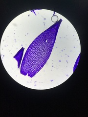 Sphagnum flavicomans