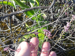 Trigonocapnos lichtensteinii