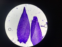 Sphagnum flavicomans