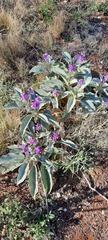Solanum quadriloculatum