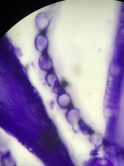 Sphagnum flavicomans