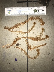 Sphagnum flavicomans