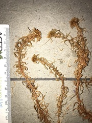 Sphagnum flavicomans