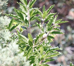 Coccopygia melanotis