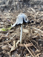 Coprinellus flocculosus