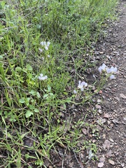 Cardamine californica