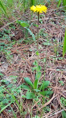 Osbertia stolonifera