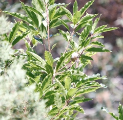 Coccopygia melanotis