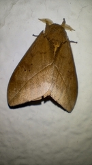 Automeris naranja