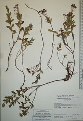 Kalmia microphylla microphylla