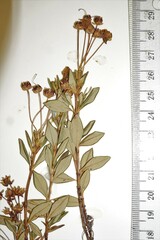 Kalmia microphylla microphylla