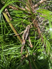 Acanthacris ruficornis