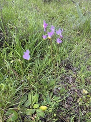 Primula clevelandii