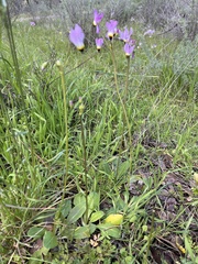 Primula clevelandii