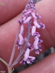 Trigonocapnos lichtensteinii