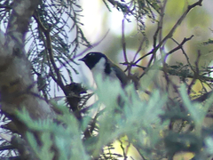 Melithreptus affinis