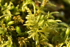 Pseudisothecium myosuroides