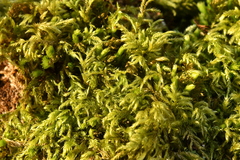 Pseudisothecium myosuroides