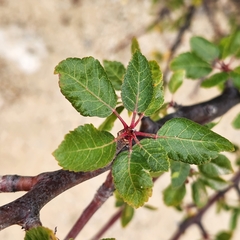 Bursera epinnata
