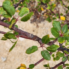 Bursera epinnata