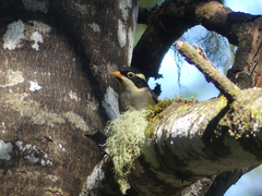 Melithreptus validirostris