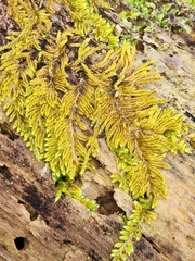 Callicladium imponens