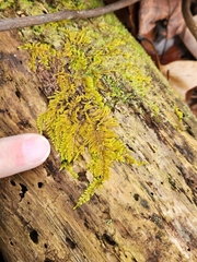 Callicladium imponens