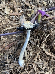 Coprinellus flocculosus