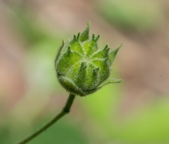 Pseudabutilon virgatum