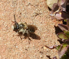 Andrena bradleyi