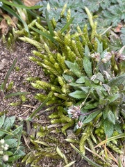 Brachythecium albicans