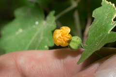 Pseudabutilon virgatum