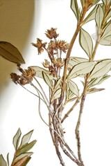 Kalmia microphylla microphylla