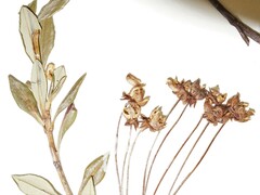 Kalmia microphylla microphylla