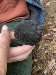 Xerocomellus atropurpureus