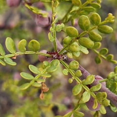 Bursera exequielii