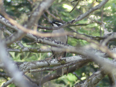 Melithreptus validirostris