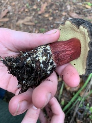 Xerocomellus atropurpureus