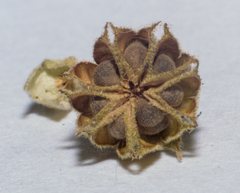 Pseudabutilon virgatum