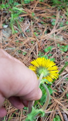 Osbertia stolonifera