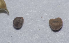 Pseudabutilon virgatum