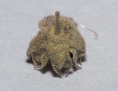 Pseudabutilon virgatum