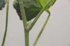 Pseudabutilon virgatum
