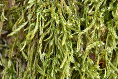 Hypnum cupressiforme filiforme