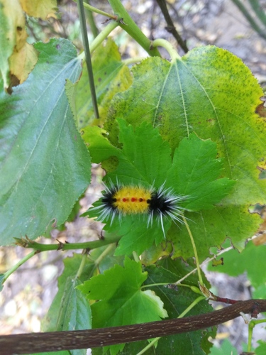 Spotted Tussock Moth photo 5