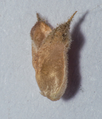 Pseudabutilon virgatum